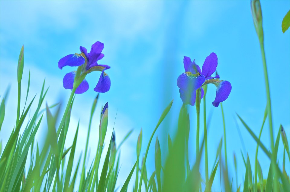 Iris Sanguinea Flower