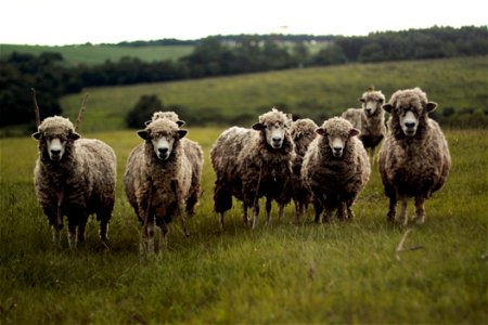 Sheeps Animal photo