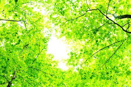 Tree Forest Green
