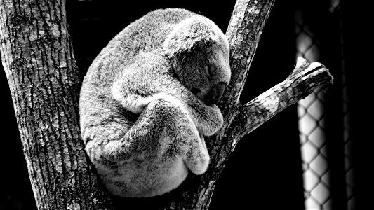 Koala Animal Sleep photo