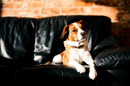 Dog Animal Sofa photo