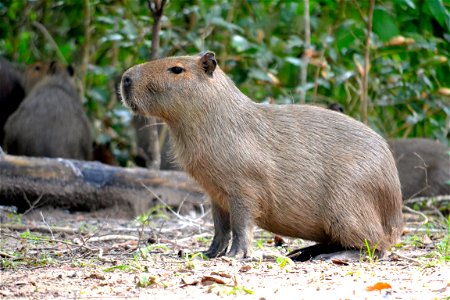 Capybara Animal
