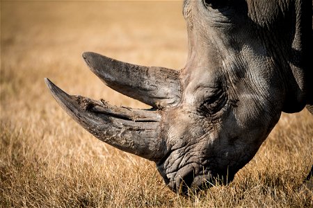 Rhinoceros Animal photo