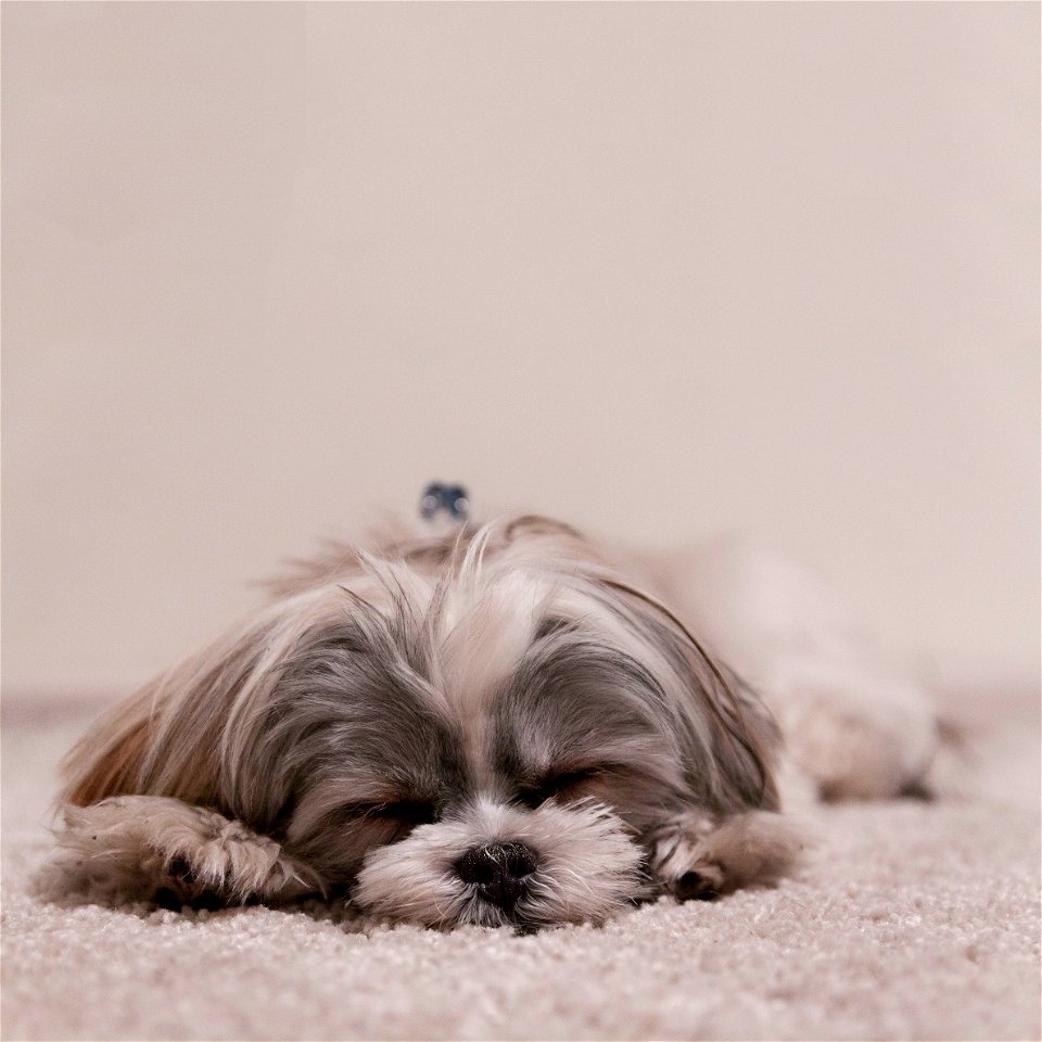 Shih Tzu Dog Sleep