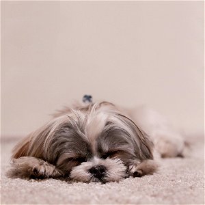 Shih Tzu Dog Sleep photo