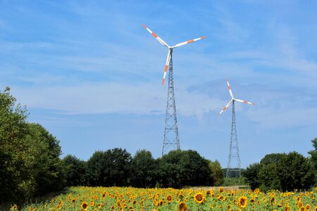 Sunflower environmental protection climate change photo