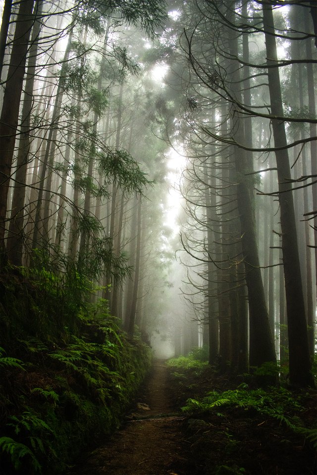 Forest Trees Fog