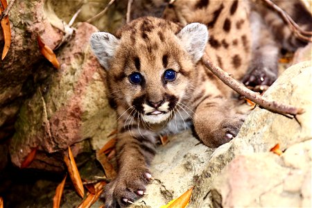 Cougar Puma Animal photo