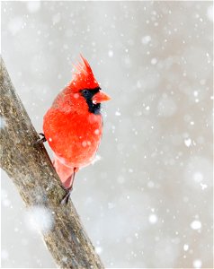 Northern Cardinal Bird photo