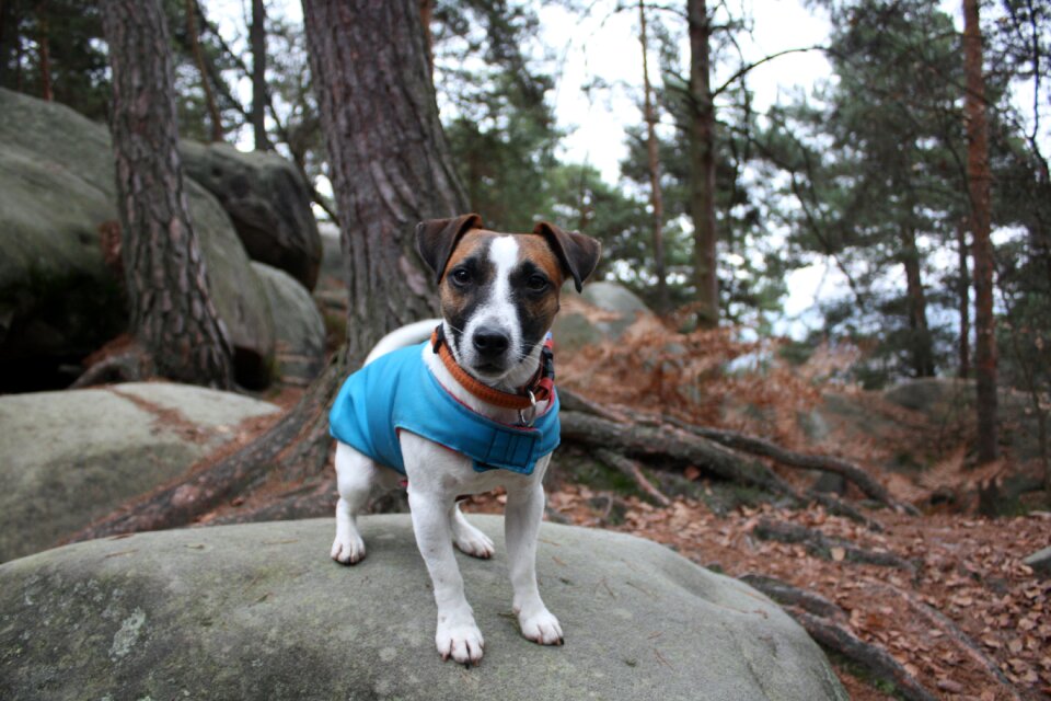 Dog collar cute terrier photo