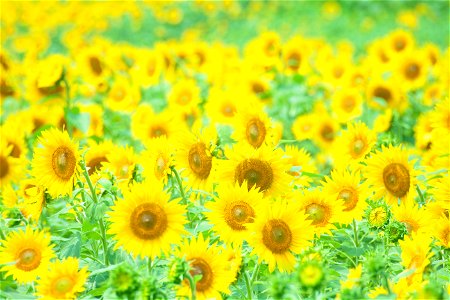 Sunflower Field