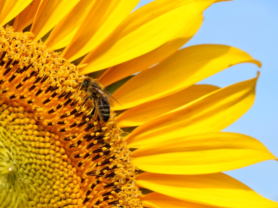 Sunflower macro nature
