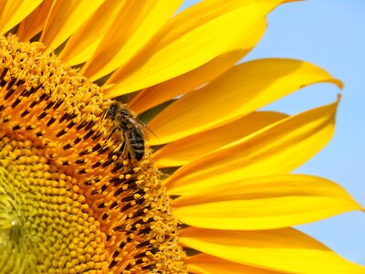 Sunflower macro nature photo