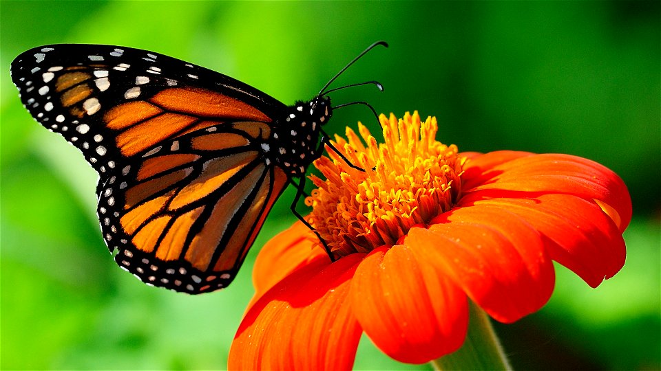 Flower Butterfly