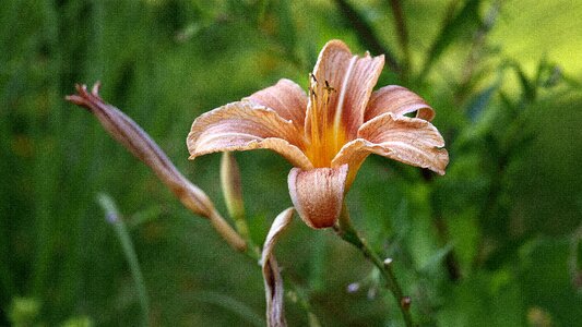Fleuri flowers color