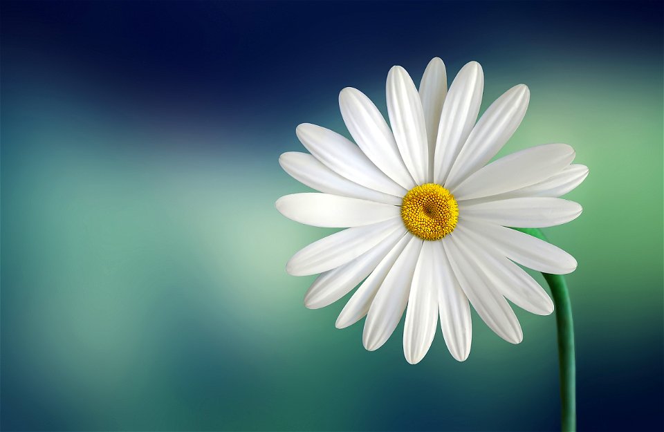 Daisy Flower