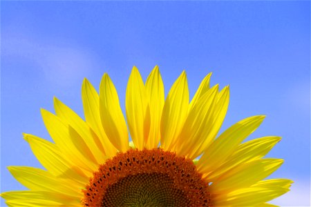 Sunflower Summer Sky