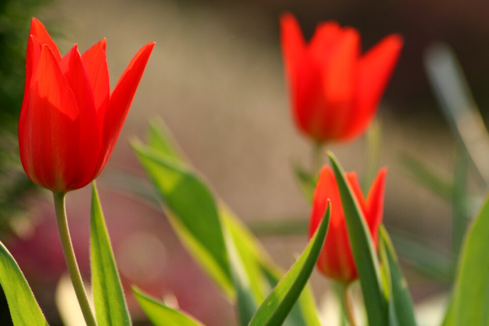 Nature flowers plant