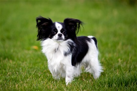 Papillon Dog Animal