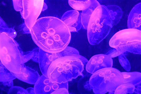 Jellyfish Purple photo