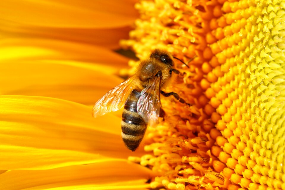 Honey bee pollination sprinkle