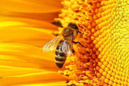 Honey bee pollination sprinkle photo