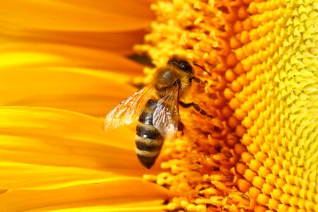 Honey bee pollination sprinkle