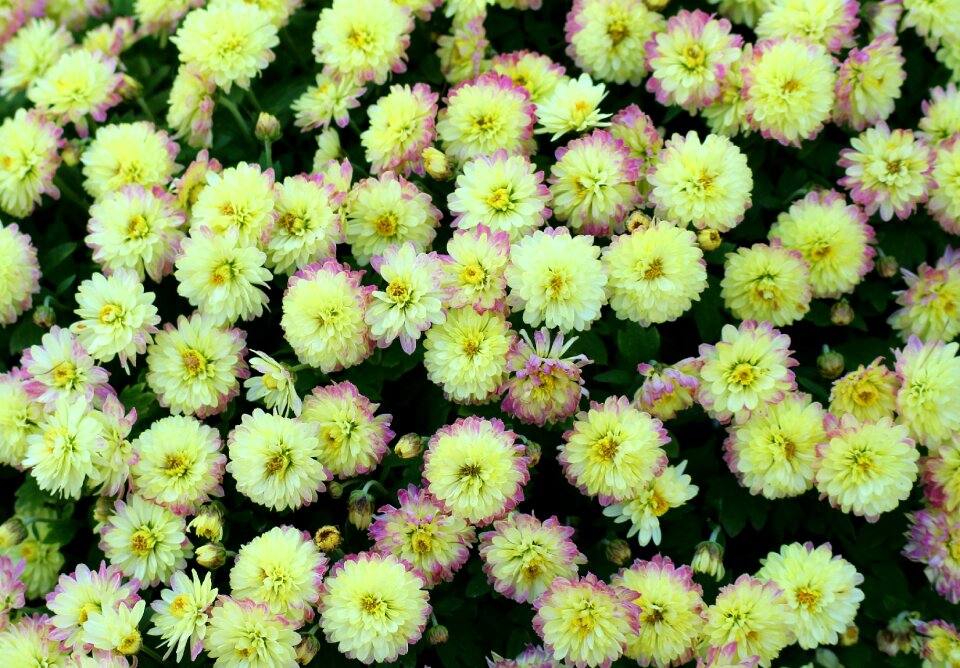 Yellow the petals autumn
