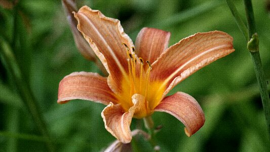 Nature prairie summer