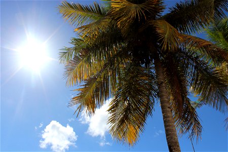 Palm Tree Sunshine