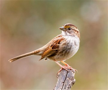 White Throated Sparrow Bird
