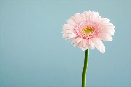 Pink Gerbera Flower photo