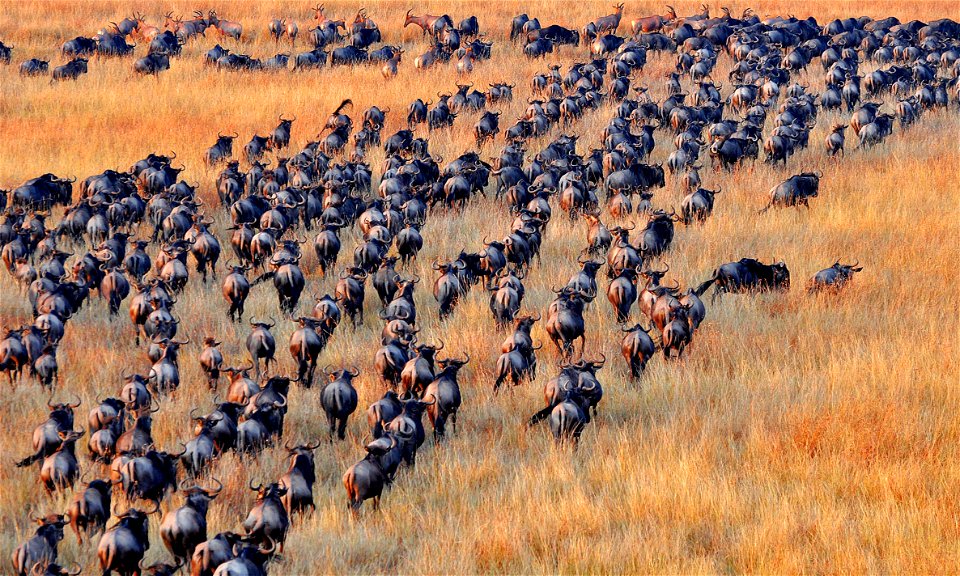 Blue Wildebeest Animal Herd photo