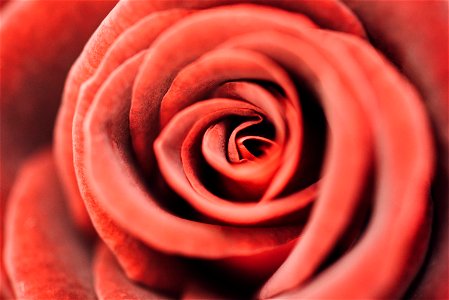 Rose Flower Red photo