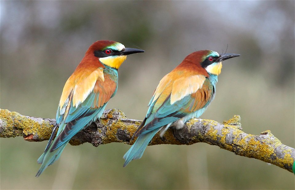 European Bee Eater Bird