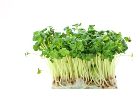 Radish Sprouts Vegetable photo