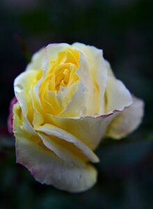 Bloom bud bloom