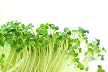 Radish Sprouts Vegetable photo