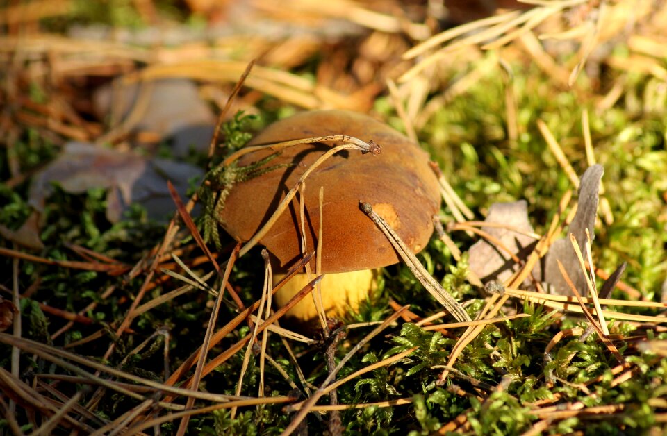 Autumn edible hat