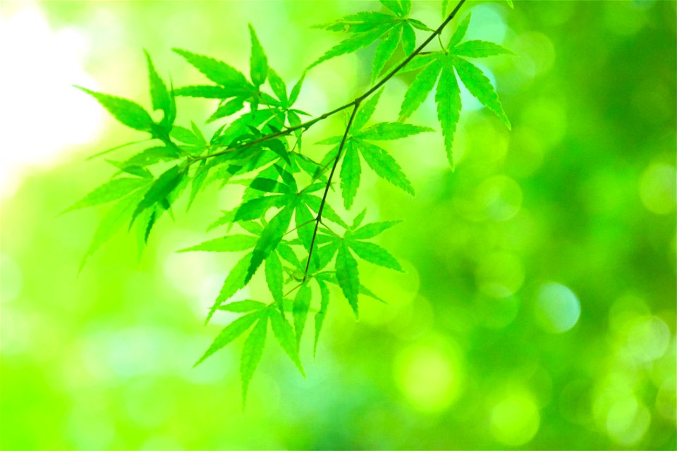 Green Maple Leaves