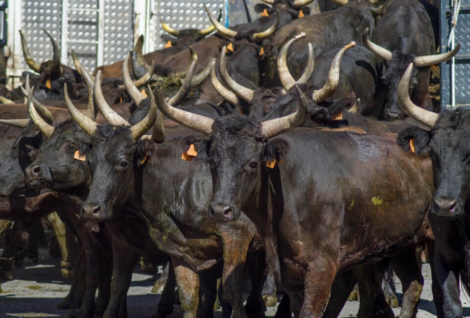 Feria horns cattle