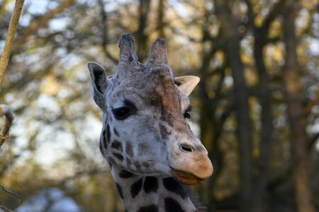 Giraffe stains ouwehands dierenpark photo