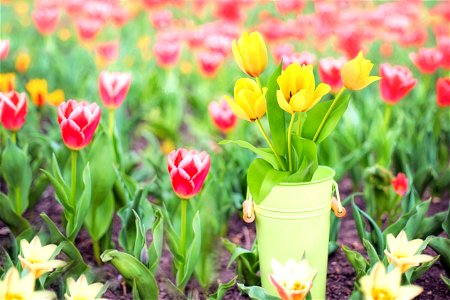 Tulip Flower