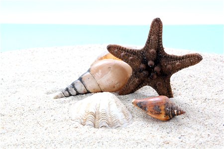 Beach Shell Starfish