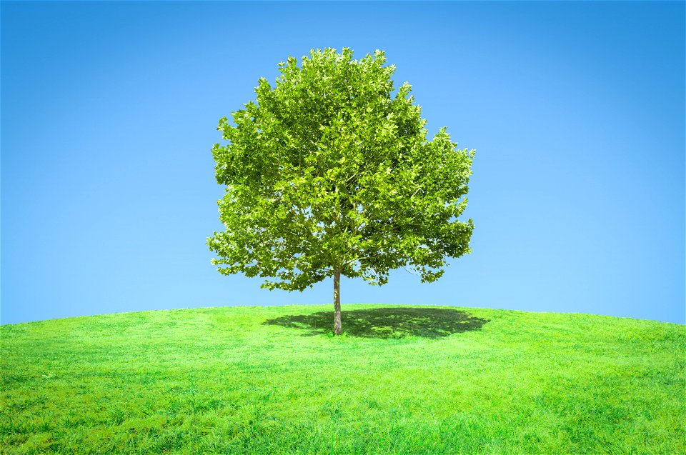 Green Tree