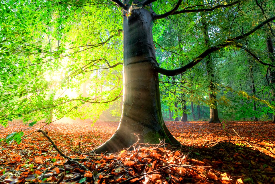 Forest Tree Sunshine