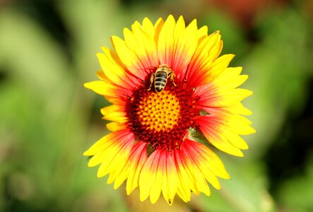 Nature bee garden photo