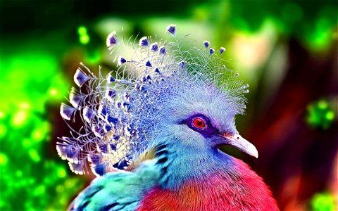 Western Crowned Pigeon Bird photo
