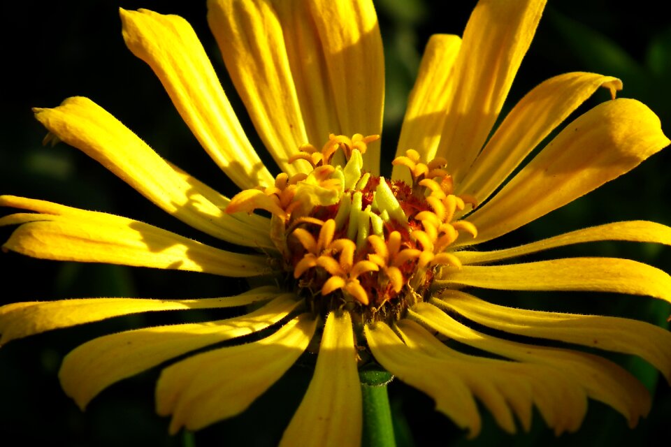 Nature summer macro