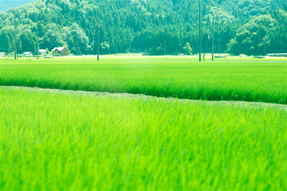 Rice Field Contryside